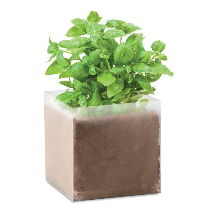 Basil