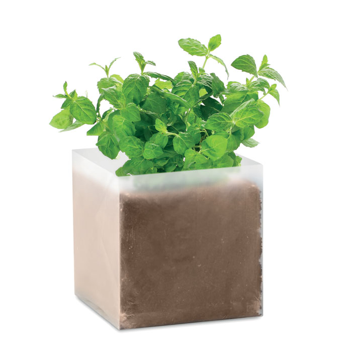 Mint
